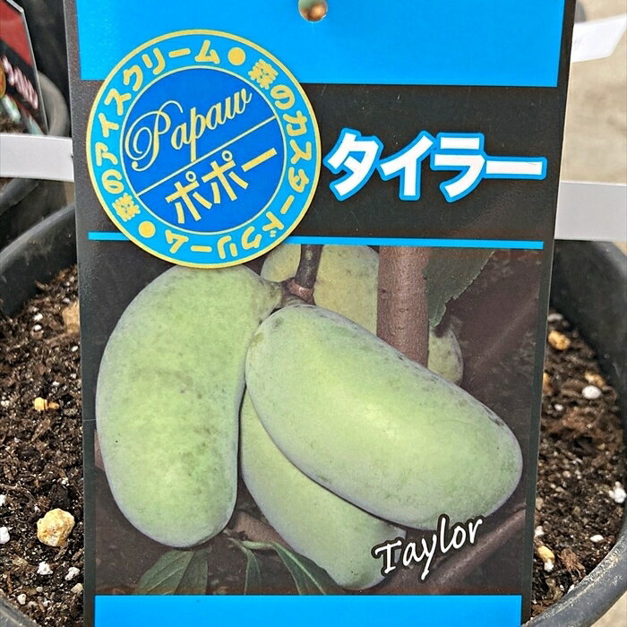 【現品発送】ポポー タイラー 接ぎ木苗 6号鉢植え 【P238】 (z01-3)