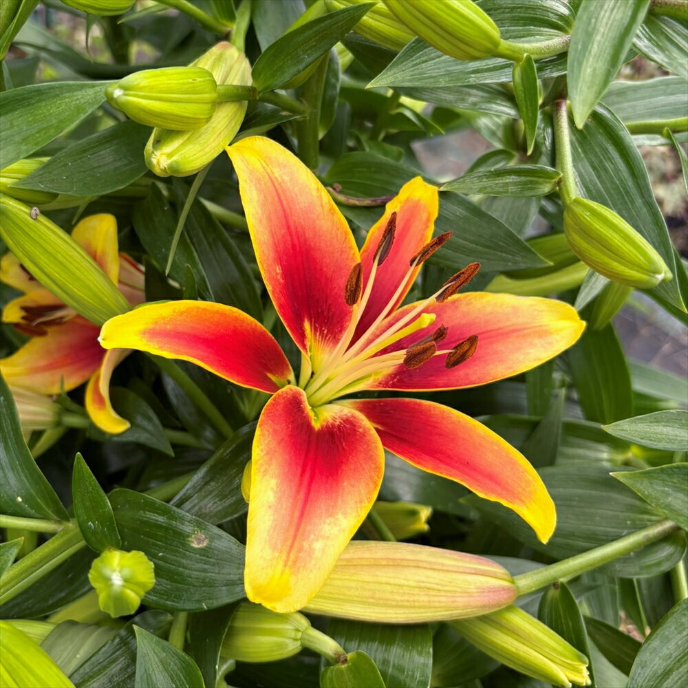 大球2球セットです。 2枚目の写真は、5月上旬の状態です。 4月以降、1球づつポットに植えた状態でお送りさせていただいております。 季節により状態は変化いたします。265aユリ　カベリ (分類) ユリ科ユリ属の球根植物 (学名) Lilium 'Yuri Cabral' (開花期) 5月〜6月 (草丈) 0.8〜1m　 (栽培適地) 　東北地方以南 ユリの品種「カベリ」は鮮やかな色合いが特徴的なユリの園芸品種です。 黄緑がかった縁取りのあるオレンジ色と茶色がかった朱色の美しいグラデーションが目を引くユリです。 オランダの育種会社が2000年以降に作出された比較的新しい品種です。 オリエンタルユリとアジア系スカシユリのハイブリッド交配種です。 栽培 植え付け時期は10月〜12月頃が最適です。 鉢植えでは球根が隠れる程度に、花壇では2〜3倍の深さに植え付けます。 一般にゆりの植え付けは少し深めに植えつけるようにします。球根の上に10cm〜15cm位の土をかけます。 ゆりの球根はその上と下に根を出し、うえの根は主として肥料を吸収、下の根は土の中深くまで伸びて主として水を吸収する働きをします。 用土は水はけのよいものを使用し、過湿にならないようにします。肥料も与えます。 開花前には倒れないように支柱を立てます。 花後は、お礼肥としてリン酸とカリウムを多く含んだ肥料を与えると、球根が大きくなり翌年の花が多くなります。