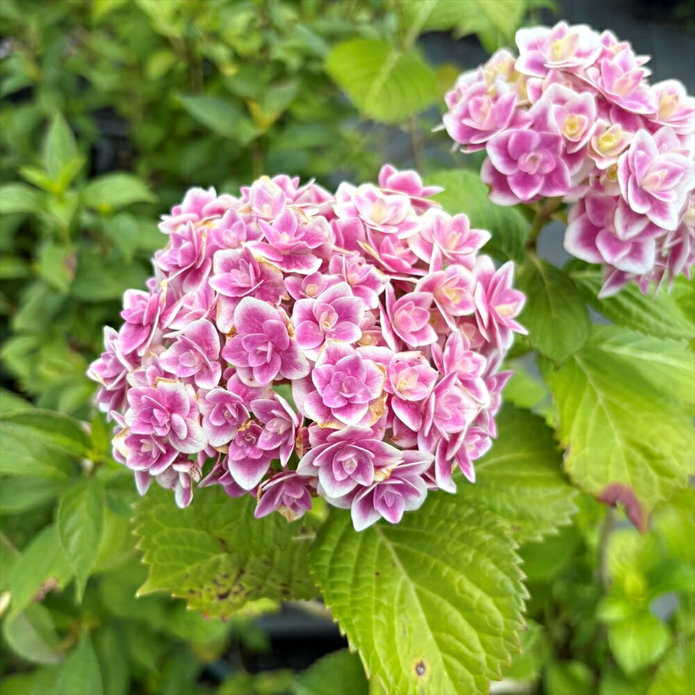 【現品・屋外管理・自然開花株】アジサイ 「鏡花水月（キョウカスイゲツ）」 6号鉢植え P131