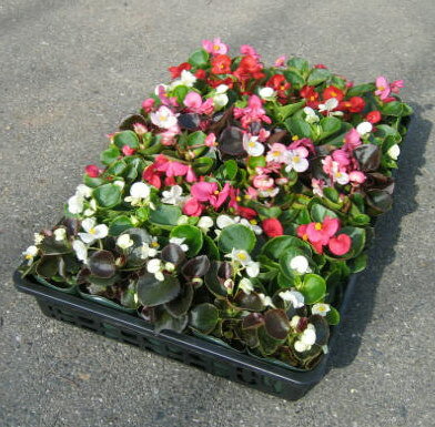 ベゴニア センパフローレンス　40個（ケース販売）★季節の花苗★のサムネイル