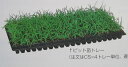 ティフブレア ピット苗 4トレー【受注生産納期要確認】