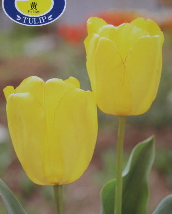 Big Size チューリップ球根 黄(イエロー) 20球