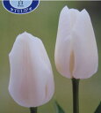 Big Size チューリップ球根 白(ホワイト) 20球