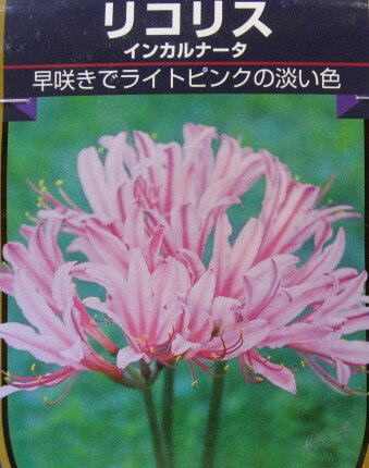 2024年お母さんに大輪のカサブランカ 母の日プレゼントに豪快に咲く3本仕立5月開花のカサブランカ育てて咲かすカサブランカ現三本仕立て開花まで育てて咲かすカサブランカ