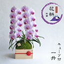 楽天京都　ちきりや　花枡庵【花枡】 枡蘭ミニコチョウラン 2本立 ピンク 一升 キューブ付