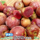 残りわずか 訳あり がらり(すもも) 2kg 鹿児島県産 加工用 B品 化学肥料・農薬不使用 ガラリ 花螺李 いぐりもも スモモ 冷蔵便 発送期間7月上旬~中旬