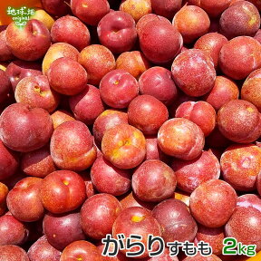 がらり(すもも) 2kg 鹿児島県産 加工用 化学肥料・農薬不使用 ガラリ 花螺李 いぐりもも スモモ 無農薬 冷蔵便 送料無料 発送期間6月中旬〜