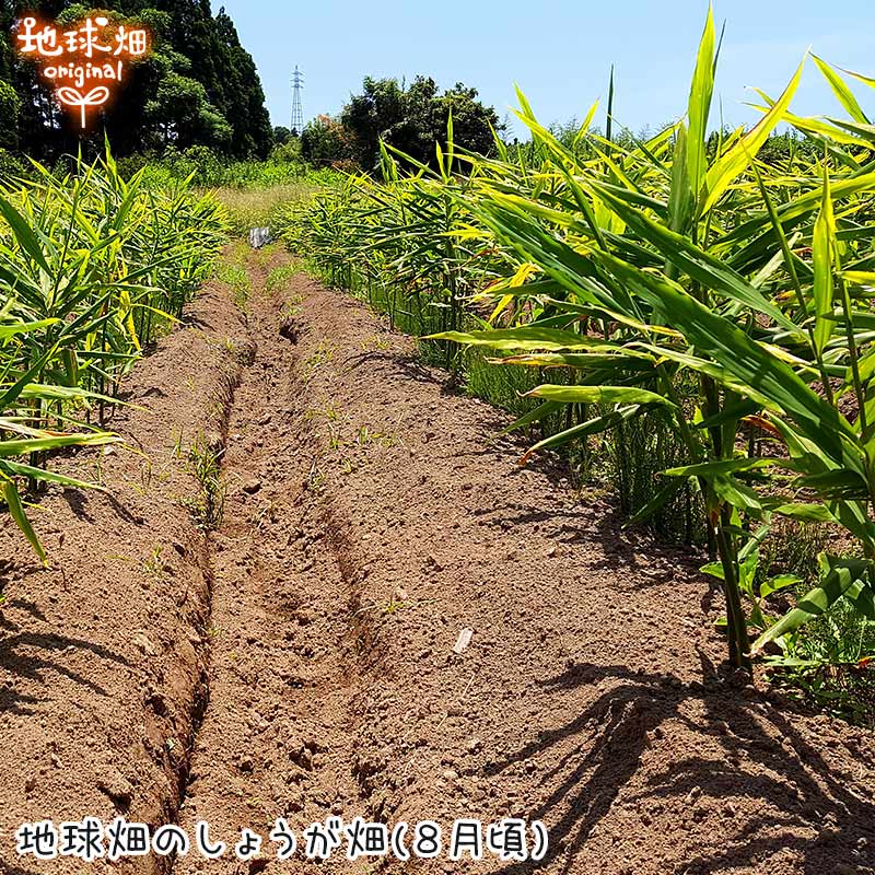 生姜 2kg 有機栽培 冷蔵便 鹿児島県産 宮崎県産 農薬・化学肥料不使用 洗い 生 無農薬 有機JAS 生生姜 しょうが ジンジャー ショウガオール 温活 ひね生姜 2023年産 2