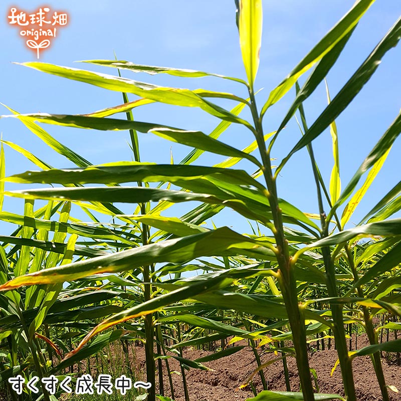 生姜 2kg 有機栽培 冷蔵便 鹿児島県産 宮崎県産 農薬・化学肥料不使用 洗い 生 無農薬 有機JAS 生生姜 しょうが ジンジャー ショウガオール 温活 ひね生姜 2023年産 3