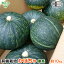 有機かぼちゃ 10kg(4~9玉) 鹿児島県産 宮崎県産 栗系品種 有機栽培 有機JAS 南瓜 オーガニック カボチャ pumpkin squash 南京 無農薬 発送期間6月中旬~7月 11月下旬~12月 6,600円