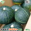 有機かぼちゃ 5kg(2~4玉) 鹿児島県産 宮崎県産 栗系品種 有機栽培 有機JAS 南瓜 オーガニック カボチャ pumpkin squash 南京 無農薬 発送期間6月中旬~7月 11月下旬~12月 3,850円