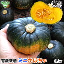 【8/1限定!最大半額&最大ポイント20倍】有機ミニかぼちゃ 16kg(20〜38玉) ミニ南瓜 小玉南瓜 有機栽培 鹿児島県産 化学肥料・農薬不使用 有機JA...