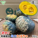 残りわずか 【訳あり】有機ミニかぼちゃ 16kg ミニ南瓜 小玉南瓜 有機栽培 鹿児島県産 B品 わけあり 規格外 フードロス アウトレット 有機JAS オーガニック 発送期間7~9月中旬