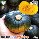 【8/1限定!最大半額&最大ポイント20倍】有機ミニかぼちゃ 4kg(6〜10玉) ミニ南瓜 小玉南瓜 有機栽培 鹿児島県産 化学肥料・農薬不使用 有機JAS ...