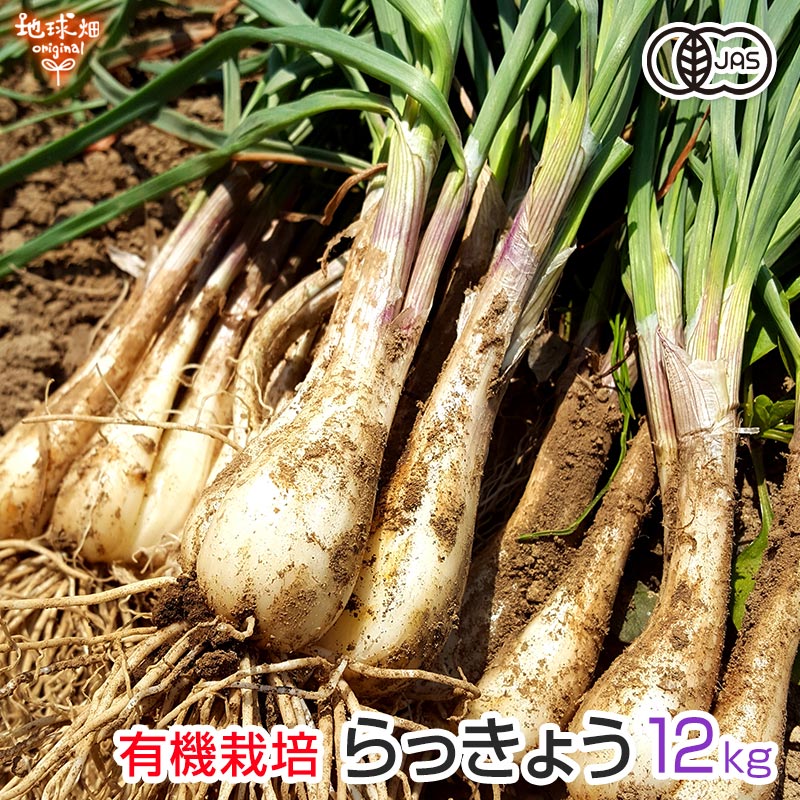 ä礦 ͭ 12kg դ 縩 Ի  JASǧ 礭ޤ å祦   ¢ ̵ ȯ56