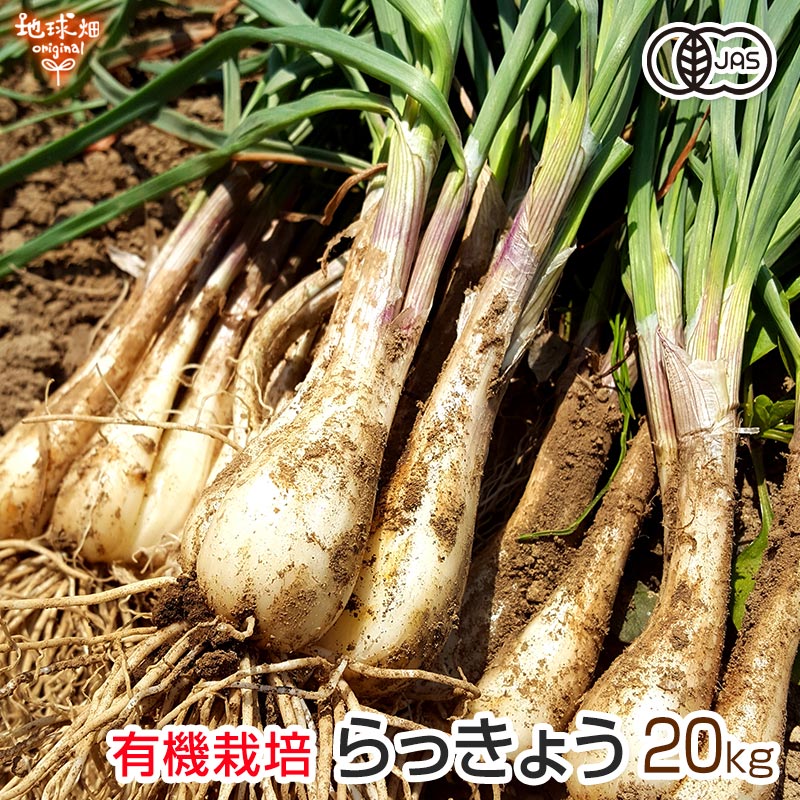 ä礦 ͭ 20kg դ 縩 Ի  JASǧ 礭ޤ å祦   ¢ ̵ ȯ56