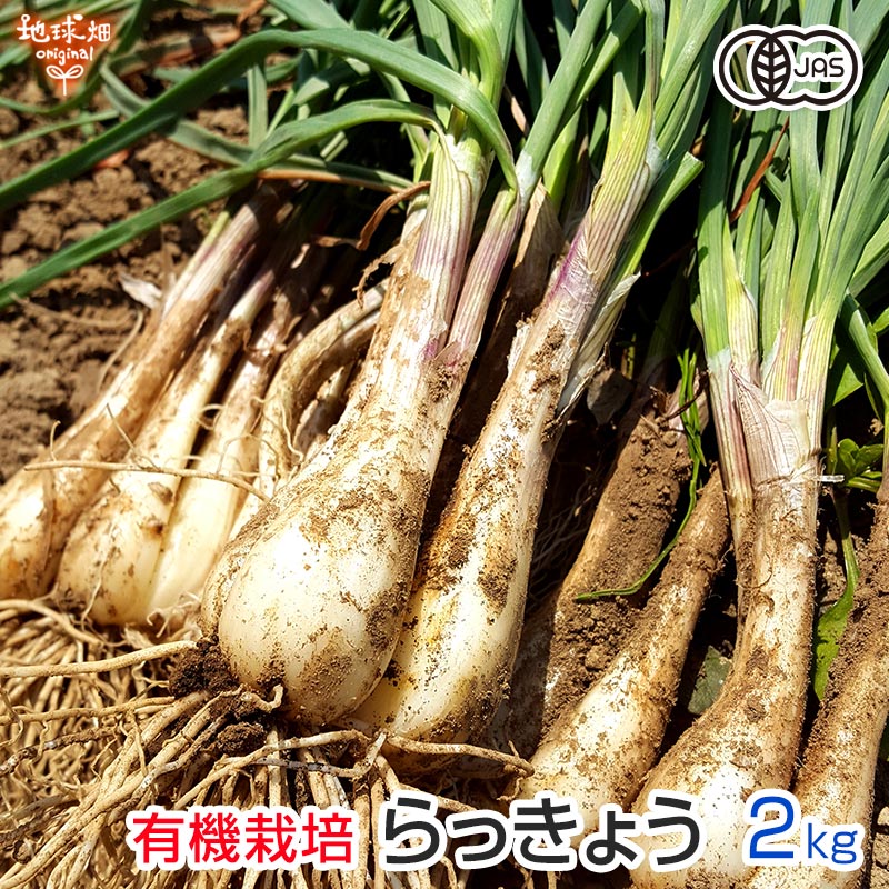 ラッキョウ 800g 分入(800g×1袋)袋入り包装 業務用 国産 薄甘酢らっきょう漬け 化学調味料無添加シャリと食感が美味しい らっきょう 福井産三里浜らっきょで花ラッキョ 旬菜漬物 日本産 国内産