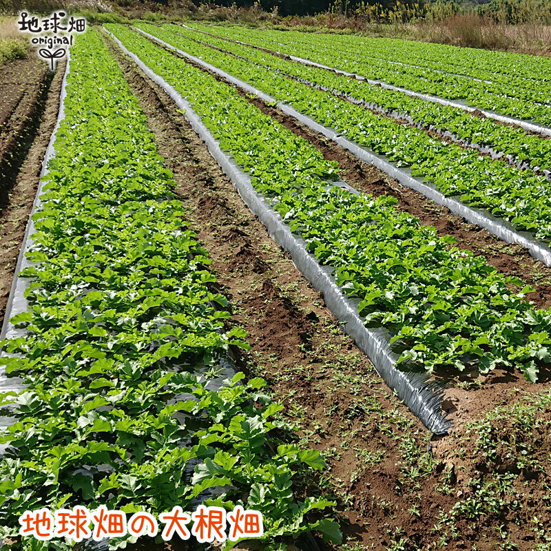 鹿児島県産 天日干し 切干大根 50g×3p 計150g 【メール便送料無料】化学肥料・農薬不使用 切り干し大根 干し大根 乾燥大根 有機大根 2