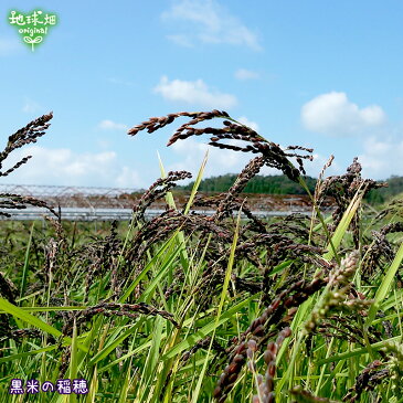 有機黒米 300g【メール便送料無料】有機JAS 有機米 無農薬 有機栽培 雑穀米 古代米 無添加 無着色 国産 くろごめ こくまい くろまい 紫黒米 紫米【代引不可】organic