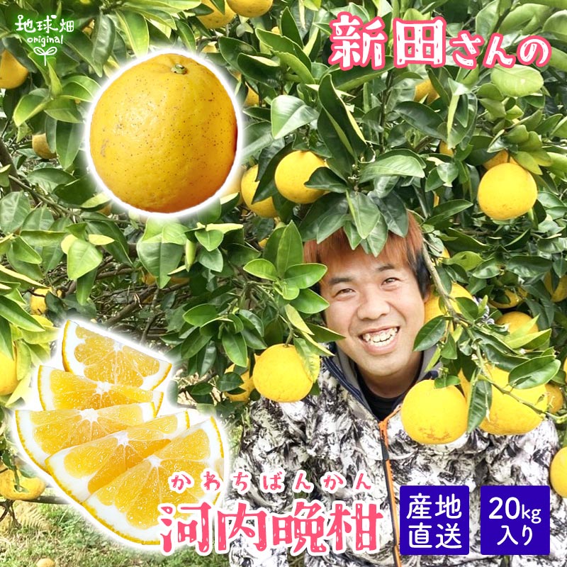 楽天市場】文旦 20kg 送料無料の通販 楽天市場】文旦 20kg 送料無料の通販