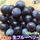 生ブルーベリー 100g×12p 有機栽培 化学肥料・農薬不使用 鹿児島県産 計1.2kg ベリー 有機JAS 無農薬 冷蔵便 fresh blueberry 発送期間6月末〜8月中旬頃迄(4)