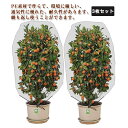 3枚セット!植物保護カバー 防虫ネット 防鳥ネット 花壇適用 プランター 菜園 3枚セット!植物保護カバー ホワイト 透明 園芸用ネット