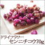 ドライフラワー・センニチコウ50g