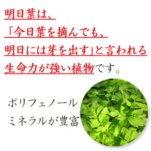 明日葉茶30包