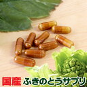 山形県小国産ふきの塩漬け（天然物）500g