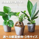 選べる観葉植物 3号ポット Sサイズ ガジュマル 多幸の木 フィカスウンベラータ アンスリウムブラウマニー 鉢植え インテリア ミニ観葉 風水 初心者 グリーン...