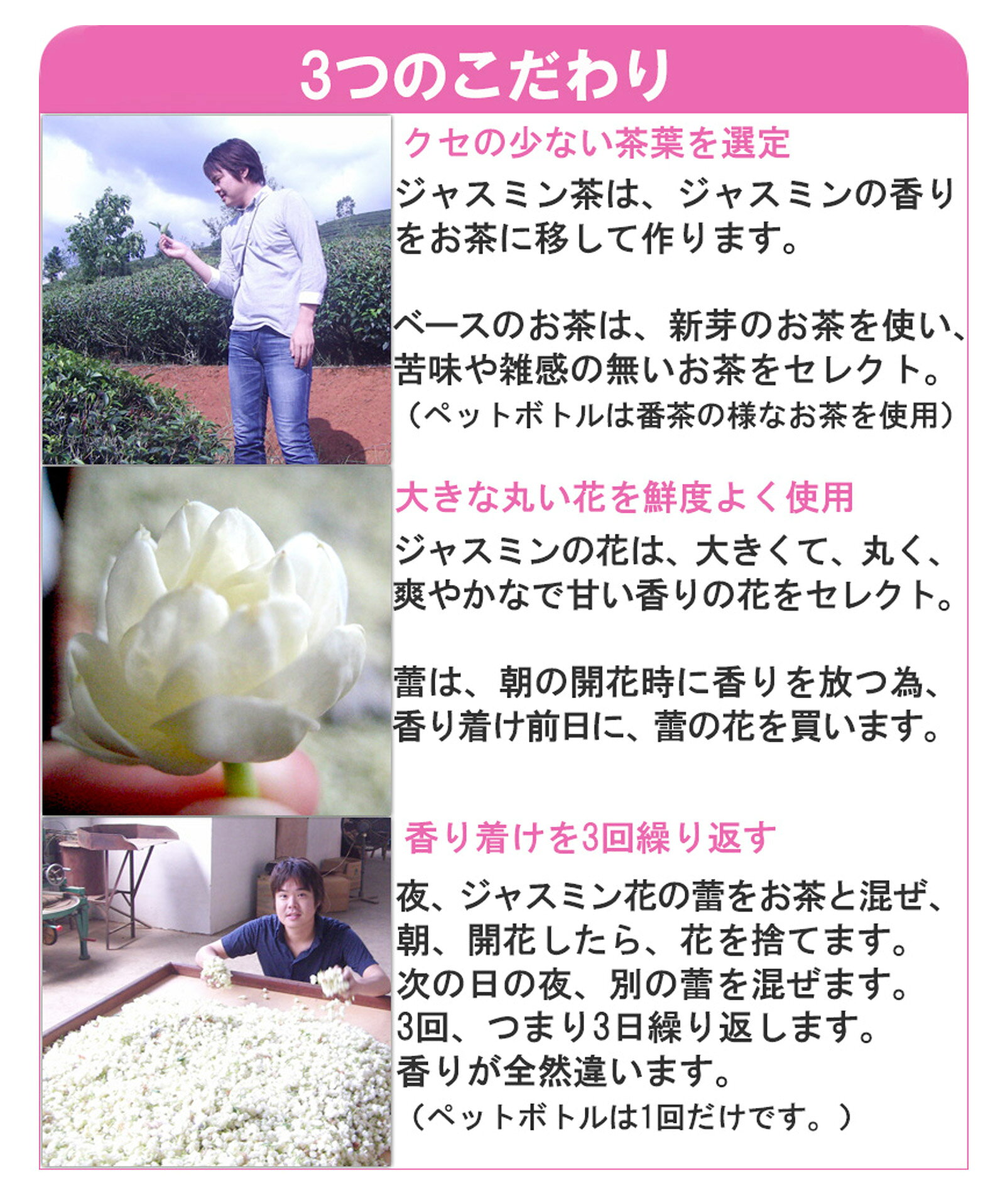 ジャスミン茶 ティーバッグ 50包/200包 1300円~ 水出し ジャスミンティー 送料無料 茉莉花茶 粉砕茶葉 中国茶