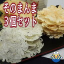 【当店オススメ】＜3種＞そのまんま3個セット ちりめん10g えび10g 貝柱10g 素材そのまんま ...