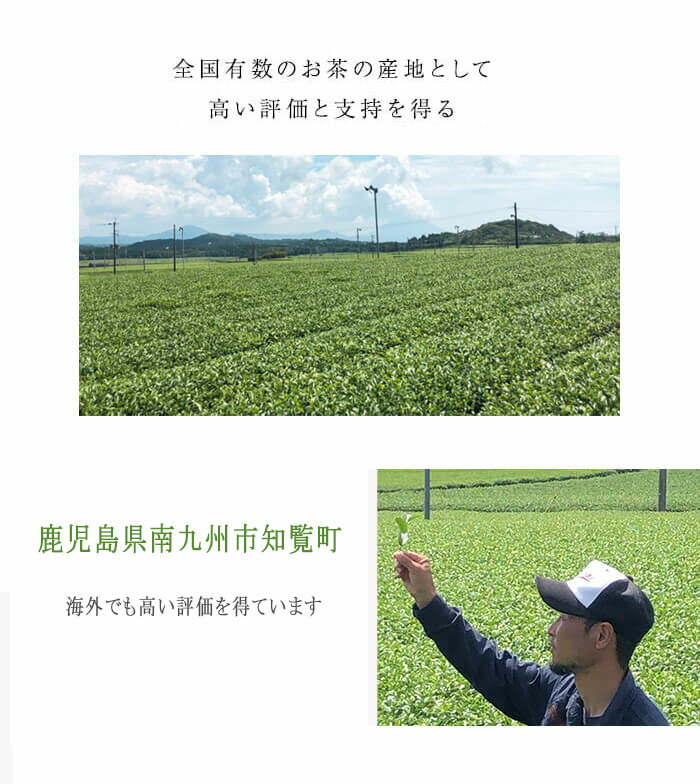 新茶 お茶 茶葉 ギフト 