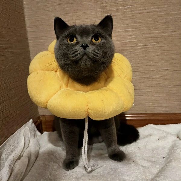無地 調整可能 安心感 ps410y エリザベスカラー 猫用 柔らかい ペット雑貨 4サイズ...