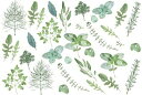 白磁用転写紙Q 9003グリーンハーブス / herb 葉っぱ green グリーン 緑 スパイス バジル オレガノ ルッコラ コリアンダー パクチー イタリア...