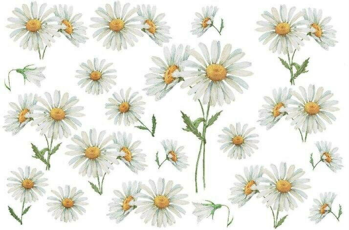 ž̻Q ١9110ۥ磻ȥǥ/ ǡ daisy ҥʥ  ߡ  ۥ磻  flower ե ץ쥼q0