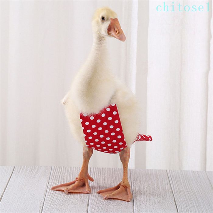 ���ҥ��Ѥ���� ���Ѥ���� �ڥå��Ѥ���� ���ҥ�Τ���ĥڥåȤηܤΤ���� 6color���٤� S/M/L �ɿ�΢���Ǻ� ���餫������ Ĵ���ǽ ���ҥ���� �����Ѳ�ǽ �ȶ٤���� �ɿ��� Ĵ���ǽ �ܤΤ���� �İ��� ��������餫�� �ȶ� �� �ե������ ̥��Ū ��ɻߥǥ�����