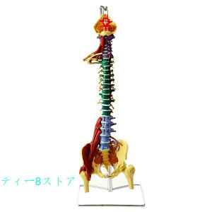 1:1等身大のリアルな脊椎モデル 多機能筋肉腰椎脊椎 教育のための神経骨格 腰椎骨盤模型大腿骨可動 解剖学的に柔軟医学生 フックとスタンド付き