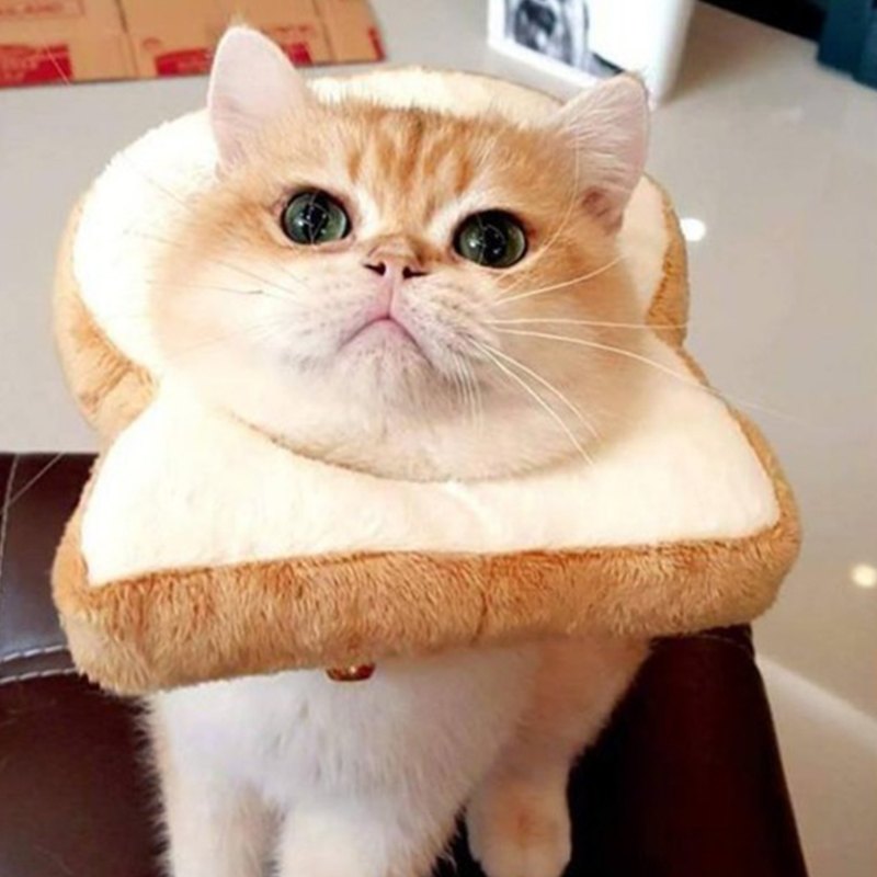 犬猫用帽子 猫 かぶりもの パン トーストブレッド 猫用 犬用 ペット用帽子 猫被り物 ペット用 猫用帽子..