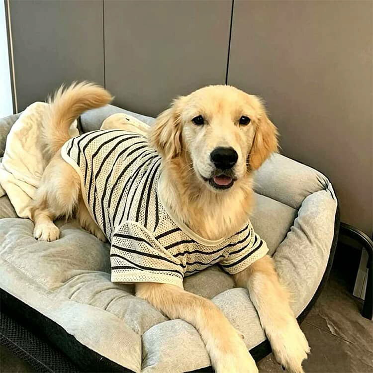 ちっとしょっぷのドッグ 冷感 ペット 犬の服 犬 ドッグウェア 接触冷感 タンクトップ 可愛い メッシュ 4XL ペット用品 散歩 冷感 犬 犬 ストレッチ 犬服 犬の服 ペット 3XL 服 5XL 6XL 7XL 犬用品 犬用｜アングル2