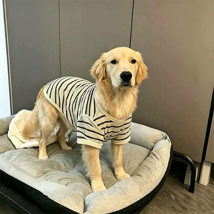 ちっとしょっぷのドッグ 冷感 ペット 犬の服 犬 ドッグウェア 接触冷感 タンクトップ 可愛い メッシュ 4XL ペット用品 散歩 冷感 犬 犬 ストレッチ 犬服 犬の服 ペット 3XL 服 5XL 6XL 7XL 犬用品 犬用｜アングル3