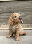犬の置物 ガーデニング ガーデンオーナメント 置物 オブジェ インテリア かわいい 雑貨 樹脂 いぬ ドッグ DOG 動物 ディスプレイ 【 コッカー・スパニエル 】 3,190円