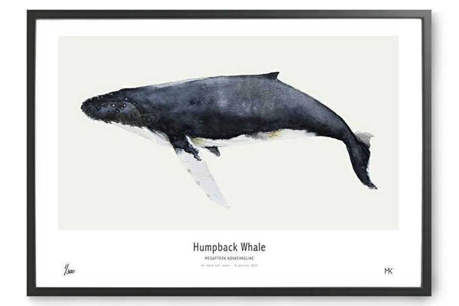 MY DEER ART SHOP ポスター/アートプリント 50×70cm Humpback whale