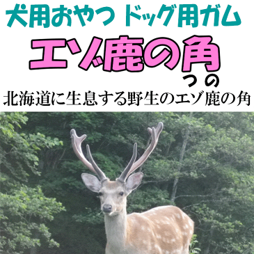 【ブリタニア エゾ鹿の角S 半割り】ペット用 フード 鹿ツノ シカツノ 鹿角 しか角 しかつの 鹿の角 えぞ鹿 エゾ鹿 角 エゾシカ 蝦夷鹿 角 つの ツノ わんちゃん用 おやつ 犬用 犬 鹿 噛みごたえ 大好き おやつ 半割り 半割 半分 縦割り 縦割 しかづの おもちゃ ドッグ