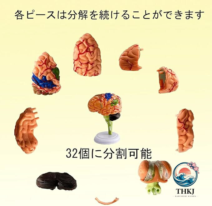 chocotto+(ちょこっとぷらす)の脳模型 4D 脳模型 31 パーツ 医学 解剖 立体 人体模型 脳モデル 脳みそ 大脳 仕組み 神経学 医学生 院内模型｜アングル2