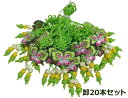 卸売りプチギフトストラップ20本セット(イエローグリーン)■keitaiset-82-s【ギフト】【お土産】
