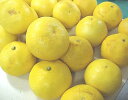 ◆土佐文旦(露地ぶんたん)★ご家庭用ぶんたんお徳用10kg/玉数みはからい(Lサイズ以上)★《激安4800円》【アグリファーム高知】【得08】【RCP】【05P13Nov14/02P13Nov14】 - アグリファーム高知