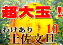 わけあり超大玉 土佐文旦(露地ぶんたん) 約10キロ 4Lサ...