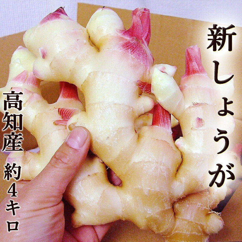 新生姜 約4kg 高知産 送料無料 新しょうが 新ショウガ 生姜 ginger 秀品 国産 酢漬け 佃煮 甘酢しょう..