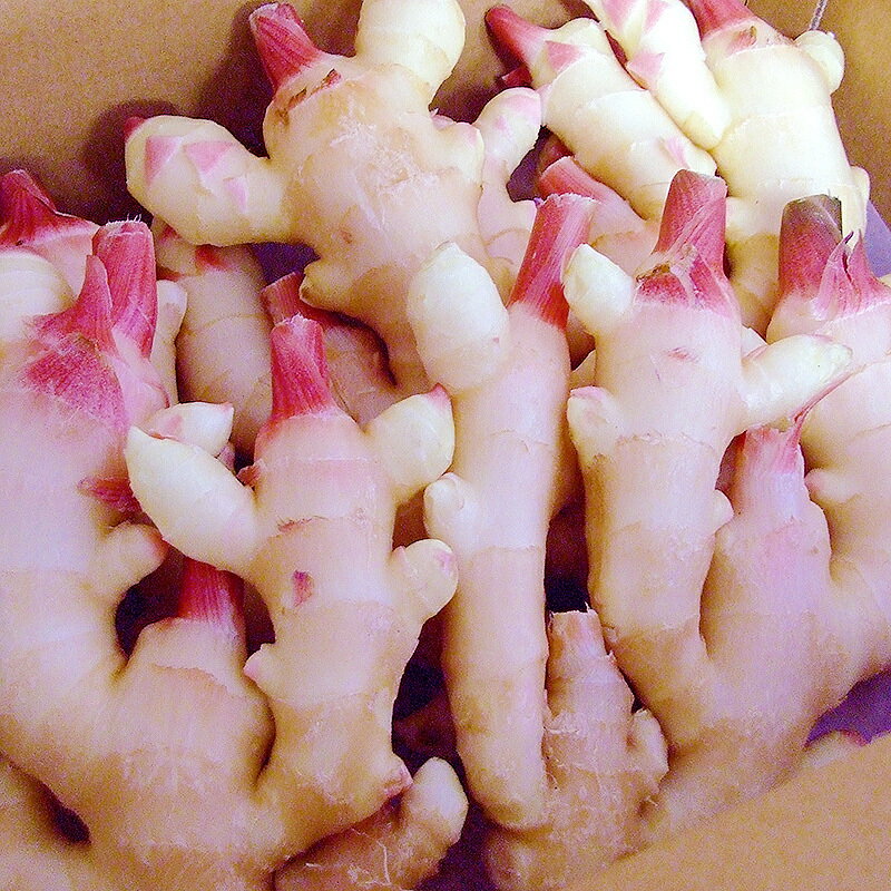 新生姜 約4kg Lサイズ 高知産 送料無料 新しょうが 新ショウガ 生姜 ginger 秀品 ...